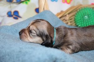 Creme of the Crop Miniature Dachshunds Shaded Male Puppy For Sale Espresso 9