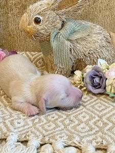 Creme of the Crop Miniature Dachshund Breeder - Sundae's Princess 4