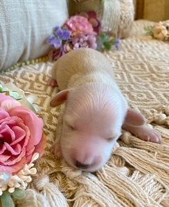 Creme of the Crop Miniature Dachshunds - Male Puppy Max 2