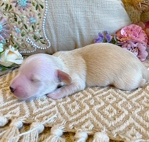 Creme of the Crop Miniature Dachshunds - Male Puppy Max 3