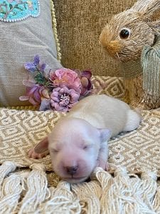 Creme of the Crop Miniature Dachshund Breeder - Sundae's Princess 3