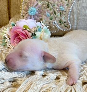 Creme of the Crop Miniature Dachshund Breeder - Sundae's Princess 2