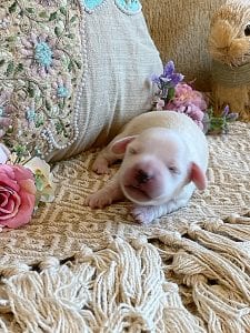 Creme of the Crop Miniature Dachshund Breeder - Male Puppy Stetson 7