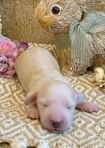 Creme of the Crop Miniature Dachshund Breeder - Sundae's Princess 5