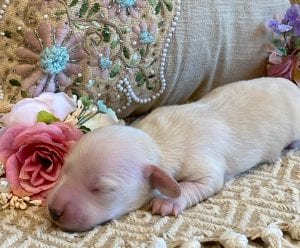 Creme of the Crop Miniature Dachshund Breeder - Sundae's Princess 1