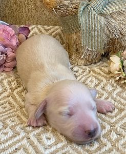 Creme of the Crop Miniature Dachshund Breeder - Sundae's Princess 10