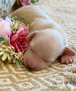 Creme of the Crop Miniature Dachshund Breeder - Sundae's Princess 9