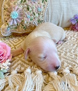 Creme of the Crop Miniature Dachshunds - Male Puppy Max 4