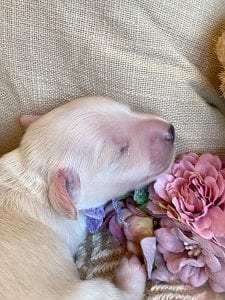 Creme of the Crop Miniature Dachshund Breeder - Male Puppy Stetson 6