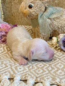 Creme of the Crop Miniature Dachshund Breeder - Sundae's Princess 8