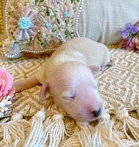 Creme of the Crop Miniature Dachshunds - Male Puppy Max 5