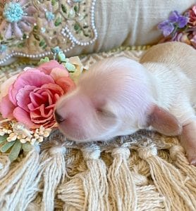 Creme of the Crop Miniature Dachshunds - Male Puppy Max 6