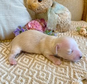 Creme of the Crop Miniature Dachshunds - Male Puppy Max 7