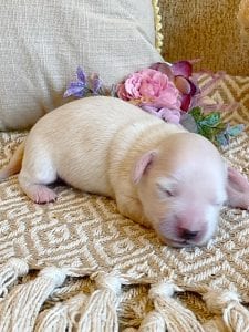 Creme of the Crop Miniature Dachshund Breeder - Male Puppy Stetson 5