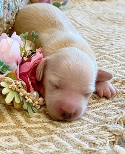 Creme of the Crop Miniature Dachshund Breeder - Sundae's Princess 7