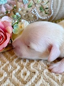 Creme of the Crop Miniature Dachshund Breeder - Male Puppy Stetson 4