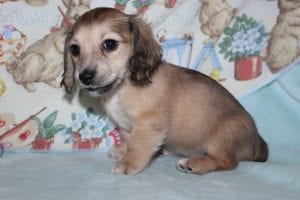 Creme of the Crop Miniature Dachshund Shaded Cream Female Puppy - Elouise 3