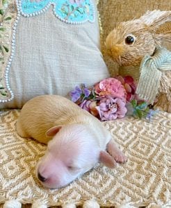 Creme of the Crop Miniature Dachshunds - Male Puppy Max 8