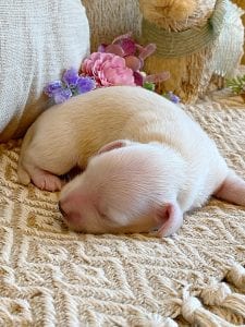 Creme of the Crop Miniature Dachshund Breeder - Male Puppy Stetson 3