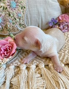 Creme of the Crop Miniature Dachshunds - Male Puppy Max 9