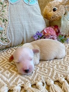 Creme of the Crop Miniature Dachshunds - Male Puppy Max 10