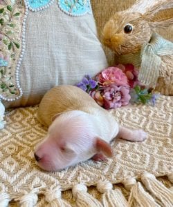 Creme of the Crop Miniature Dachshunds - Male Puppy Max 1