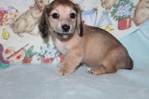 Creme of the Crop Miniature Dachshund Shaded Cream Female Puppy - Elouise 1