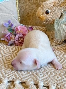 Creme of the Crop Miniature Dachshund Breeder - Male Puppy Stetson 2