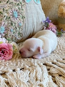 Creme of the Crop Miniature Dachshund Breeder - Male Puppy Stetson 1