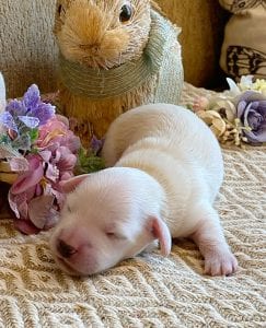 Creme of the Crop Miniature Dachshund Breeder - Male Puppy Stetson 11