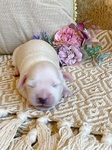 Creme of the Crop Miniature Dachshund Breeder - Male Puppy Stetson 10