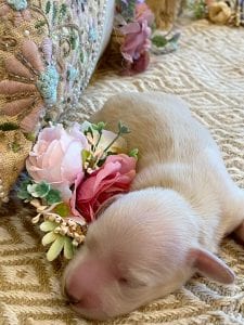 Creme of the Crop Miniature Dachshund Breeder - Sundae's Princess 6