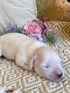 Creme of the Crop Miniature Dachshund Breeder - Male Puppy Stetson 9