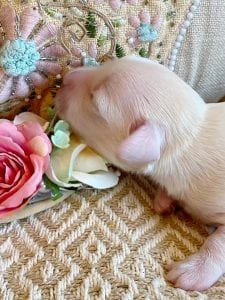 Creme of the Crop Miniature Dachshund Breeder - Male Puppy Stetson 8