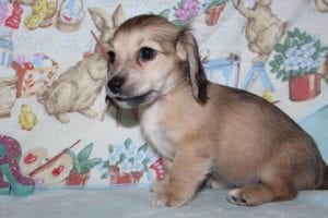 Creme of the Crop Miniature Dachshund Shaded Cream Female Puppy - Elouise 2