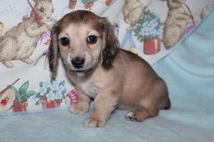Creme of the Crop Miniature Dachshund Shaded Cream Female Puppy - Elouise 4