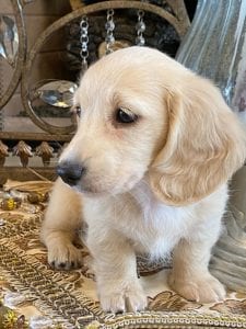 Creme of the Crop Miniature Dachshunds Lila Grace 10