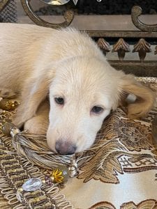 Creme of the Crop Miniature Dachshunds Ciana Hope Mother