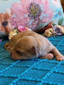 Creme of the Crop Miniature Dachshunds Puppy - shaded English Cream dapple boy 3