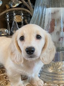 Creme of the Crop Miniature Dachshunds Lila Grace 3