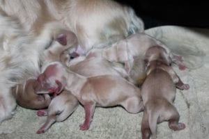Creme of the Crop Miniature Dachshund Puppies - Mavis and Korben Litter Pic 3