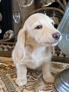 Creme of the Crop Miniature Dachshunds Ciana Hope 10