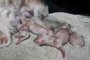 Creme of the Crop Miniature Dachshund Puppies - Mavis and Korben Litter Pic 1