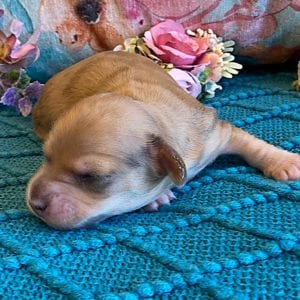 Creme of the Crop Miniature Dachshunds Puppy - shaded English Cream dapple boy 4