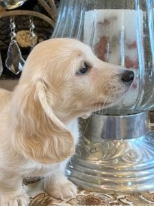 Creme of the Crop Miniature Dachshunds Lila Grace 4