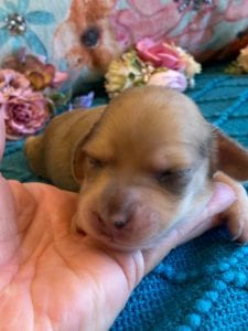 Creme of the Crop Miniature Dachshunds Puppy - shaded English Cream dapple boy 6