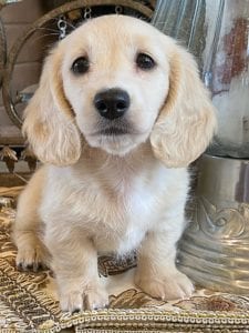 Creme of the Crop Miniature Dachshunds Lila Grace 9