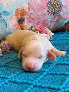 Creme of the Crop Miniature Dachshund Puppy - Platinum Blonde English Cream boy Jax 3