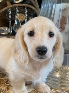 Creme of the Crop Miniature Dachshunds Lila Grace 6