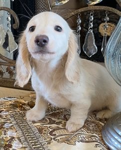 Creme of the Crop Miniature Dachshunds Ciana Hope 9